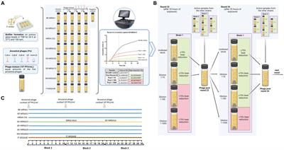 Targeted enhancement of bacteriophage activity against antibiotic-resistant Staphylococcus aureus biofilms through an evolutionary assay